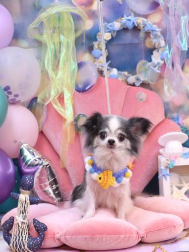 20240802マイアちゃん